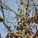 Fagus sylvatica - Foto 4