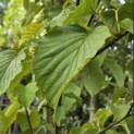 Davidia involucrata 'Vilmoriniana' - 2