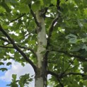 Platanus x hispanica - Foto 5