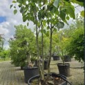 Davidia involucrata 'Sonoma' - 6