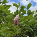 Magnolia soulangeana - Foto 1