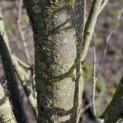 Carpinus betulus 'Frans Fontaine' - 1