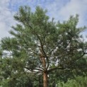 Pinus sylvestris - Foto 10
