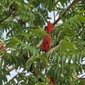 Rhus typhina - 6