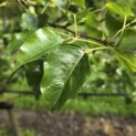Pyus calleryana 'Chanticleer' - 4