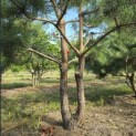 Pinus sylvestris - 2