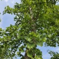 Ginkgo biloba - mei 2026