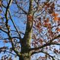 Fagus sylvatica 'Atropunicea' - Foto 5