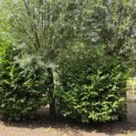 Prunus laur. Rotundifolia - 2