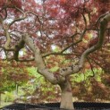 Acer palmatum 'Garnet' - 6