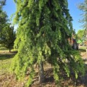 Cedrus deodara 'Pendula' - 3