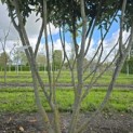Prunus laurocerasus 'Caucasica' - Foto 5