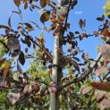 Prunus padus 'Colorata' - 3