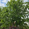 Tilia x europaea 'Pallida' - Foto 1