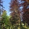 Fagus sylvatica 'Atropunicea' - Foto 1