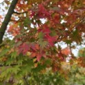 Acer palmatum - 4