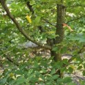 Carpinus betulus - 2