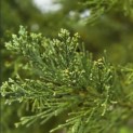 Sequoiadendron giganteum 'Glaucum' - 3