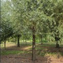Salix Alba - 1