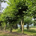 Platanus x Hispanica - Foto 1