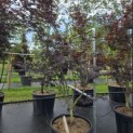 Acer palmatum 'Red Emperor' - Foto 1