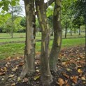 Platanus x hispanica - 2