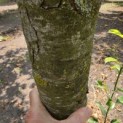 Pyrus communis (handpeer) - 2