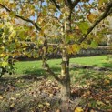Platanus hispanica - Foto 3