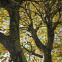 Platanus hispanica - Foto 2