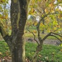 Platanus hispanica - Foto 4