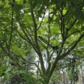 Acer palmatum 'Osakazuki - Foto 1