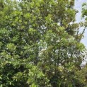 Quercus ilex - 3