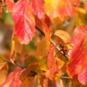 Parrotia persica - 2