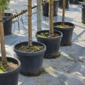 Pinus sylvestris - Foto 3