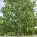 Liquidambar styraciflua 'Worplesdon' - 2