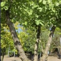 Ginkgo biloba - Foto 2