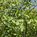 Ginkgo biloba - Foto 1