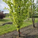 Fagus sylvatica 'Dawyck Gold' - 1