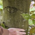 Fagus sylvatica 'Atropunicea' - 3