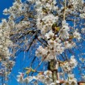 Prunus subhirtella 'Pendula' - Afbeelding 1