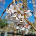 Prunus subhirtella 'Pendula' - Afbeelding 2