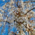 Prunus subhirtella 'Pendula' - Afbeelding 3