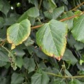 Tilia x europaea - 1