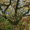 Fagus sylvatica 'Atropunicea' - 1