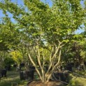 Parrotia persica - Foto 4