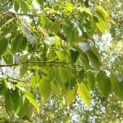 Diospyros lotus - 1