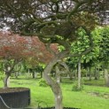 Acer palmatum 'Garnet' - 2