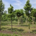Magnolia 'Susan' - Foto 1