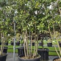 Quercus ilex - Foto 2