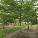 Carpinus Caroliniana - 1